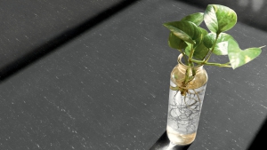 TRENTİNO XF² (2,5 MM) Koleksiyon Görselleri