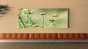 ORİGİNALE ESSENZA 2.5 MM Koleksiyon Görselleri